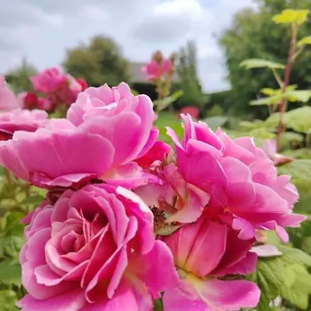 Le Jardin Des Lacs Gite Nature Et Spa Ardres Exterior foto
